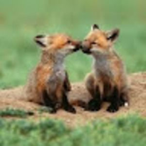 Meet your Posher, Annah